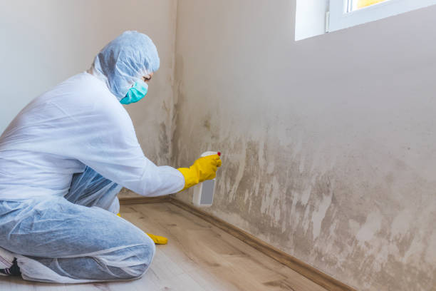 Professional mold removal team in Vienna